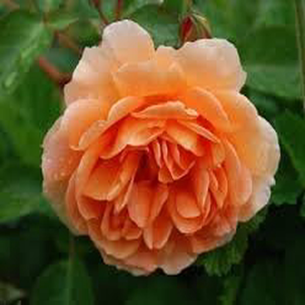 Rose Rosa Flower Seeds for Planting Heirloom, Non-GMO Seeds for Garden Blooms