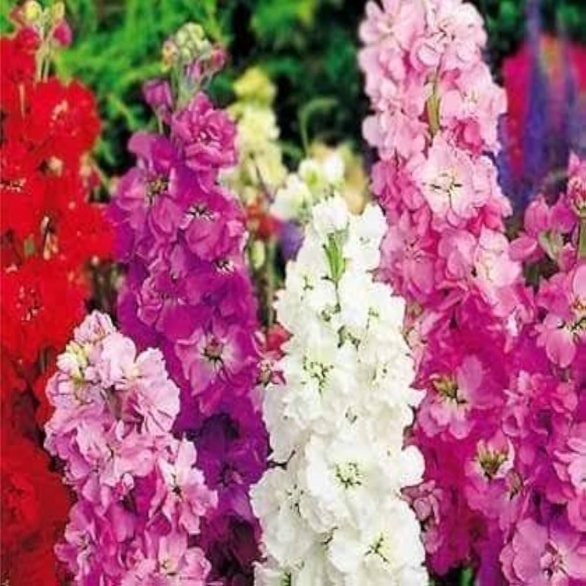 Viola Flower Garden Perennial Matthiola Incana Flower Seeds Home Garden Planting, Fragrant