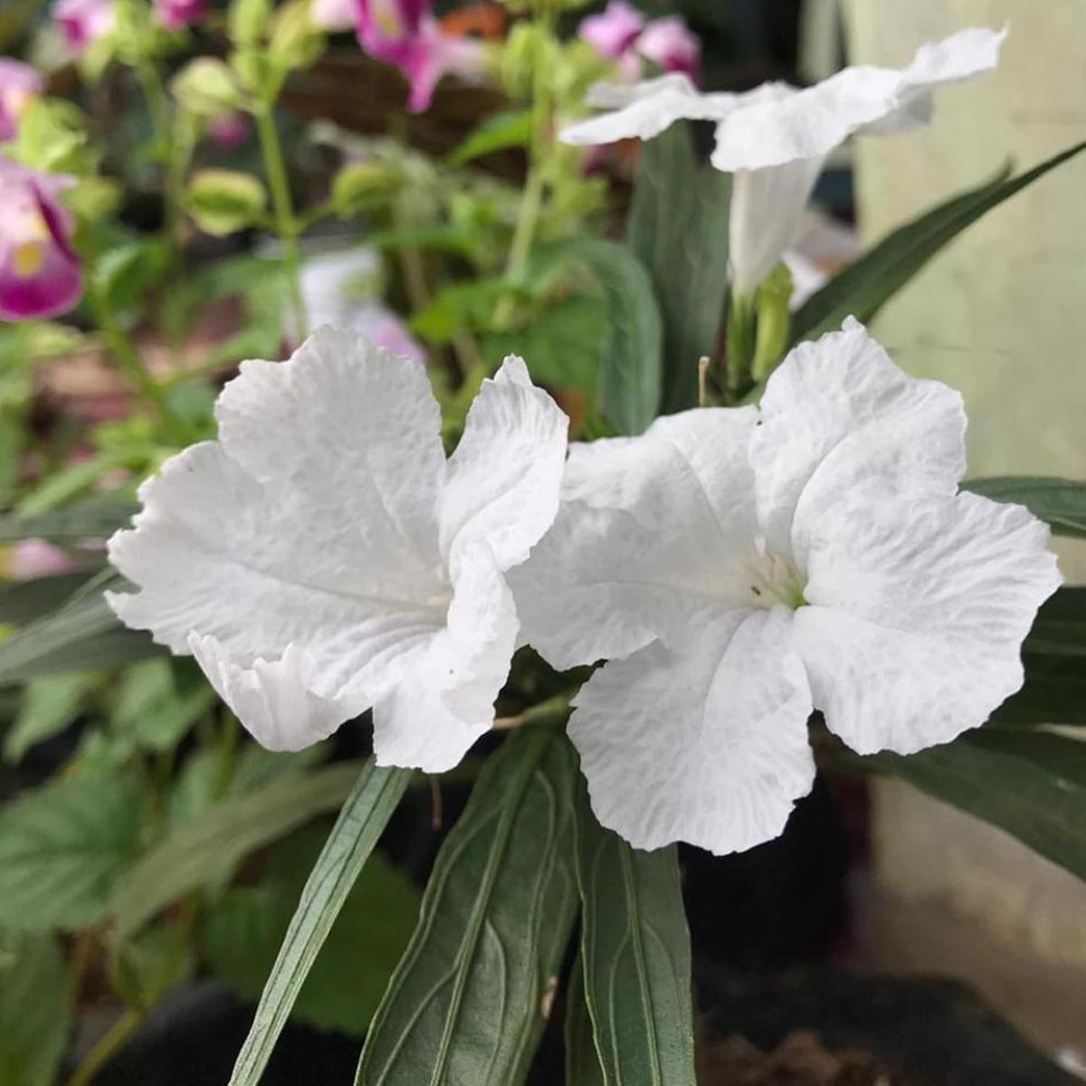 White Mexican Petunias Seeds  Heat & Humidity Tolerant Herbaceous Perennial for Outdoor Gardens
