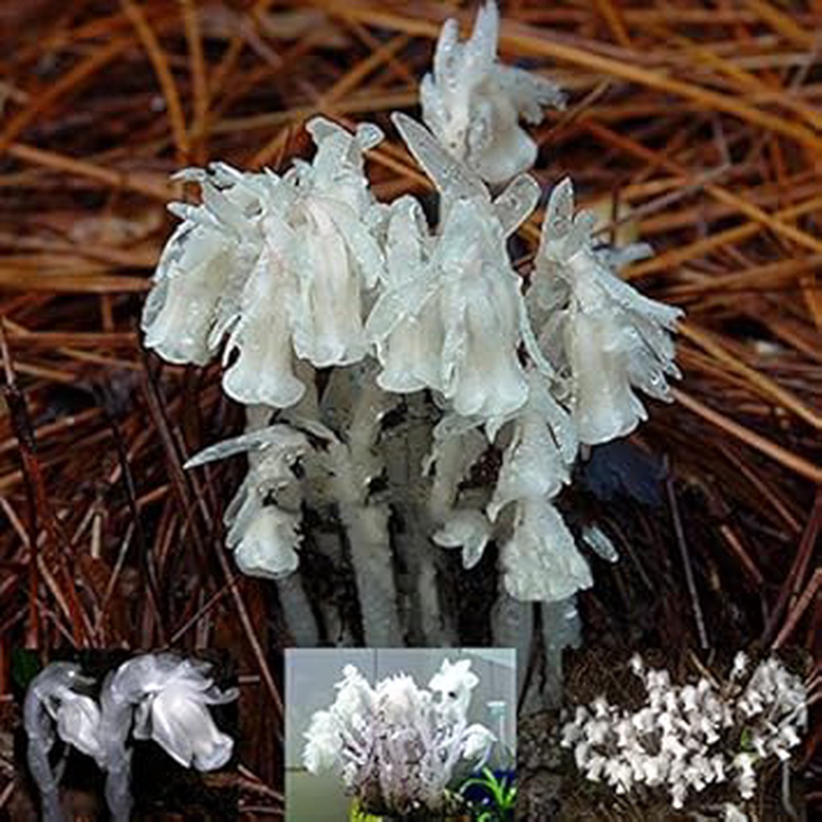 White Organic Monotropa Uniflora Flower For Planting Heirloom Non Gmo Flower Seeds for Home Garden
