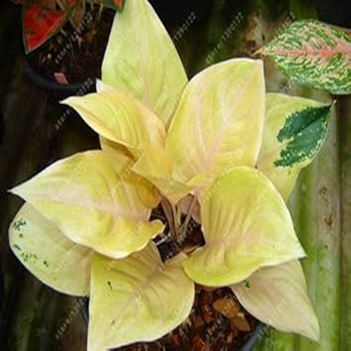 Yellow Aglaonema Flower seeds for Planting - Compact Growth, Heirloom & GMO Free Seeds for Home Garden