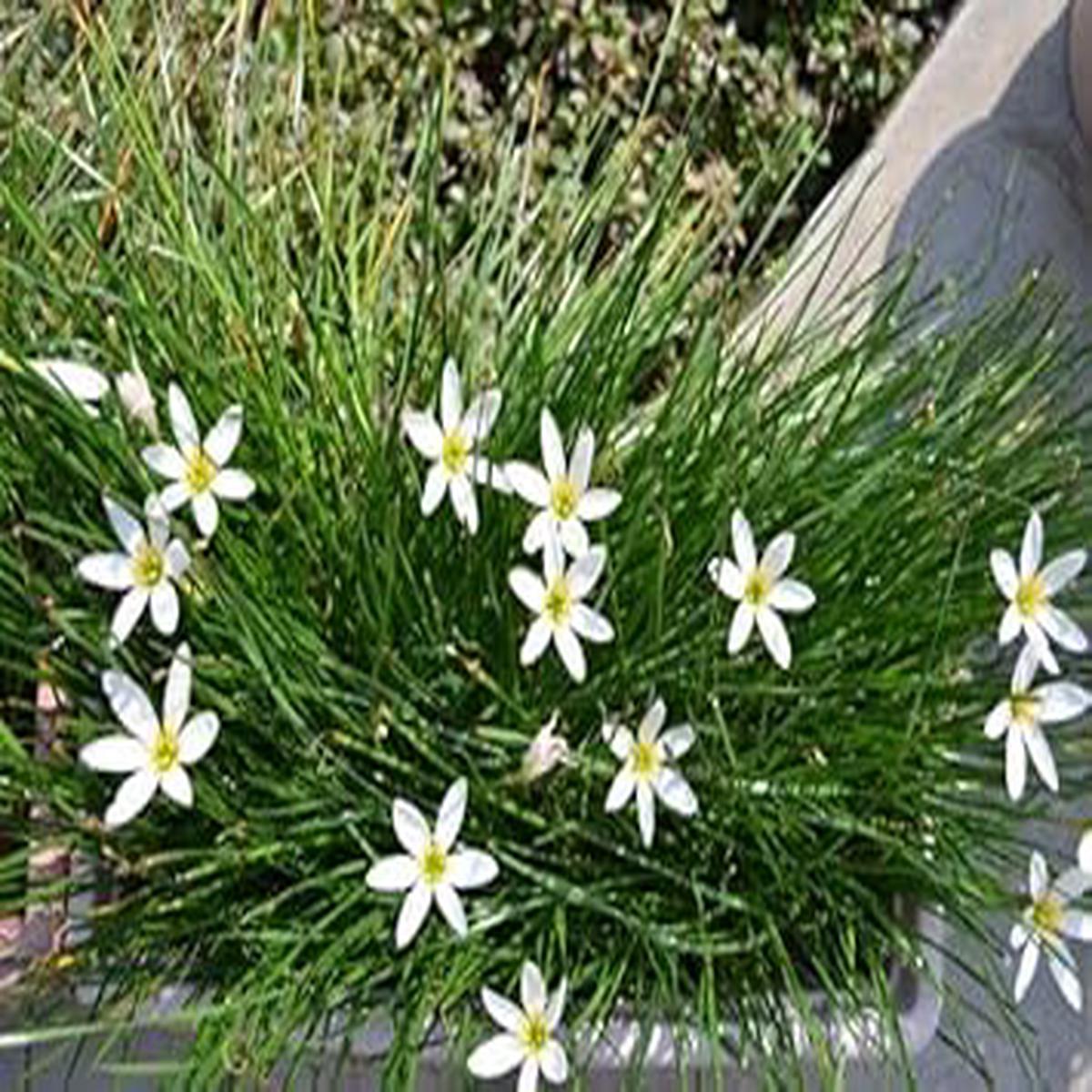 Zephyranthes Candida Flower Seeds for Planting - NON GMO Seeds