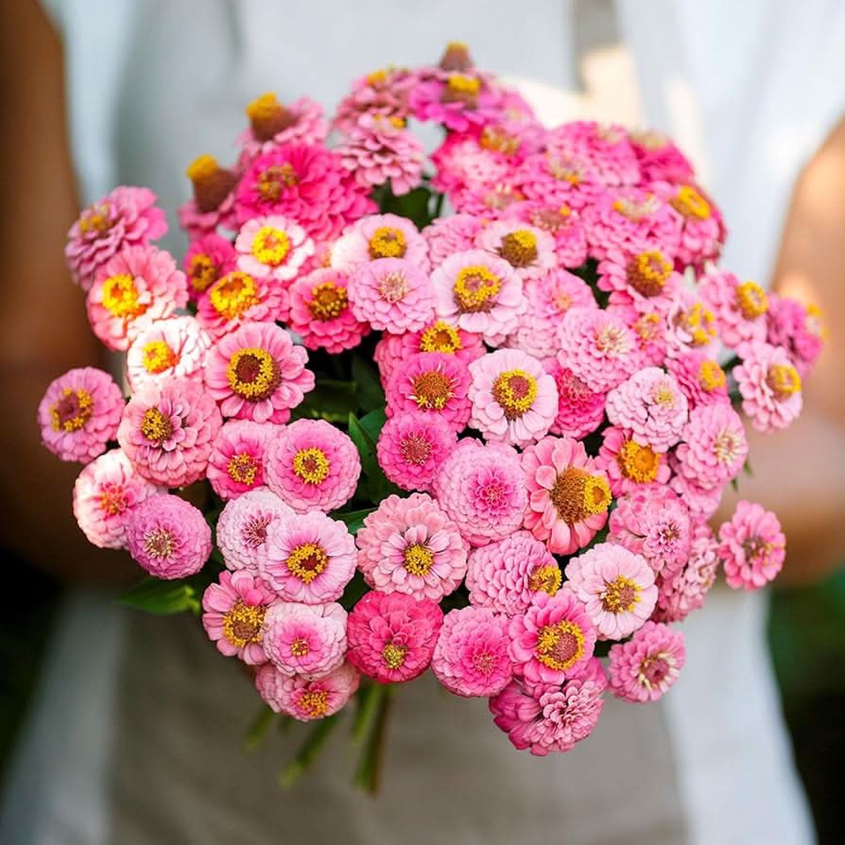 Zinnia Bon Bon Mix Flowering Seeds For Plantings