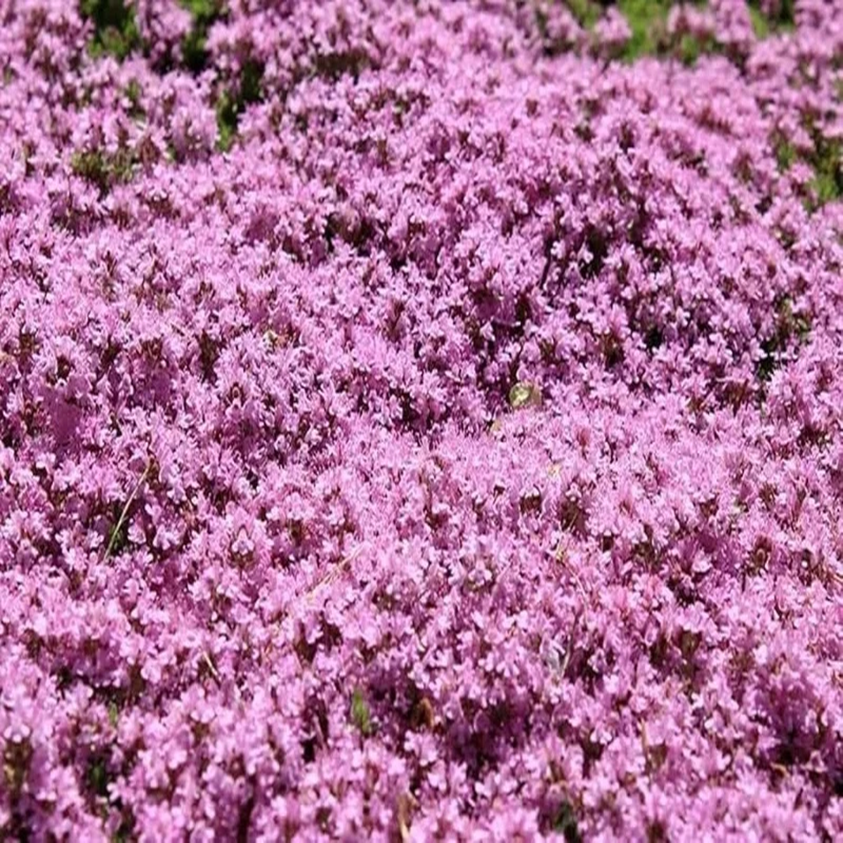 400+ Dwarf Creeping Thyme Seeds - Thymus Serpyllum Ground Cover Perennial Flower