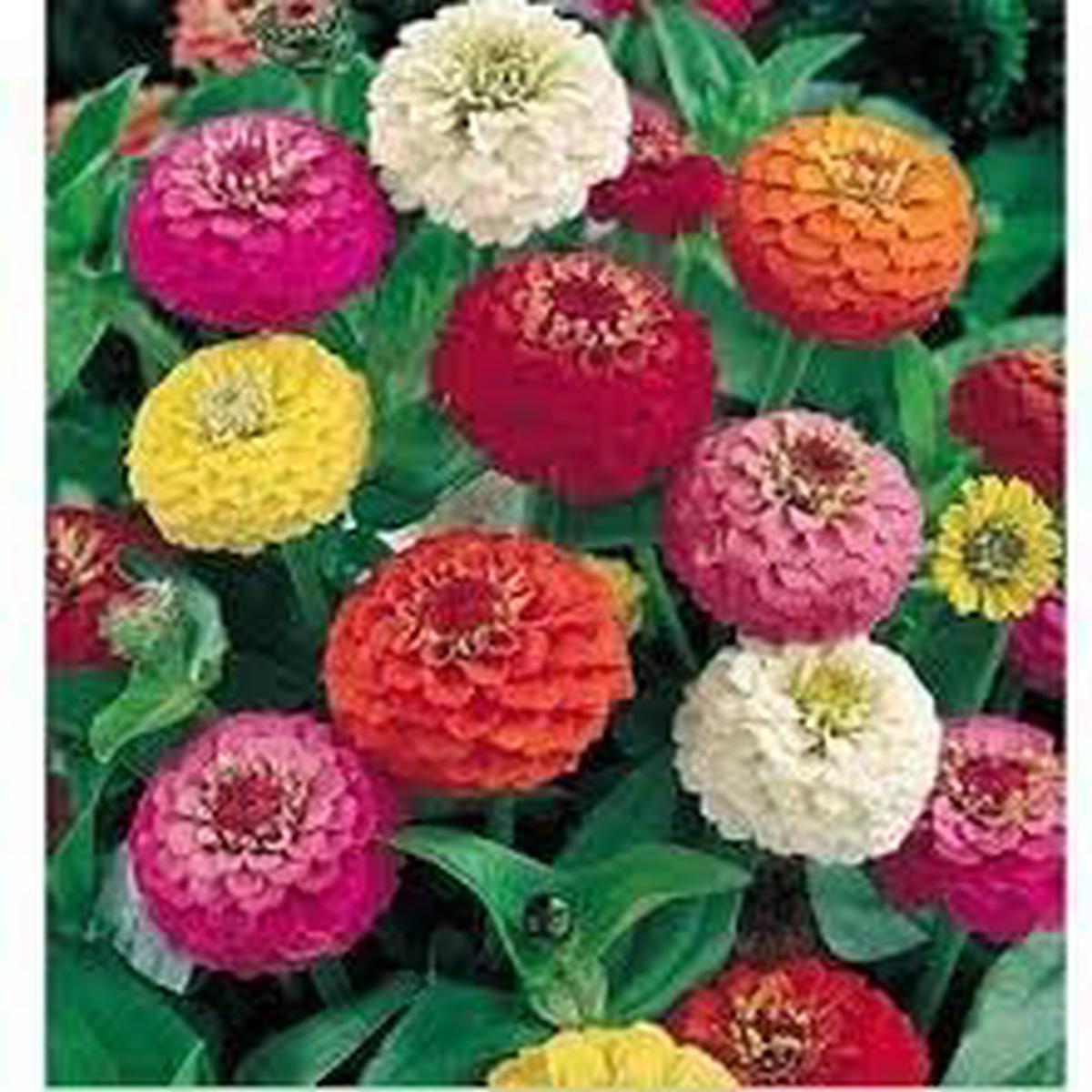 Zinnia Oklahoma Double Bloom Flower Seeds for Planting  Heirloom, Non-GMO Flower Seeds