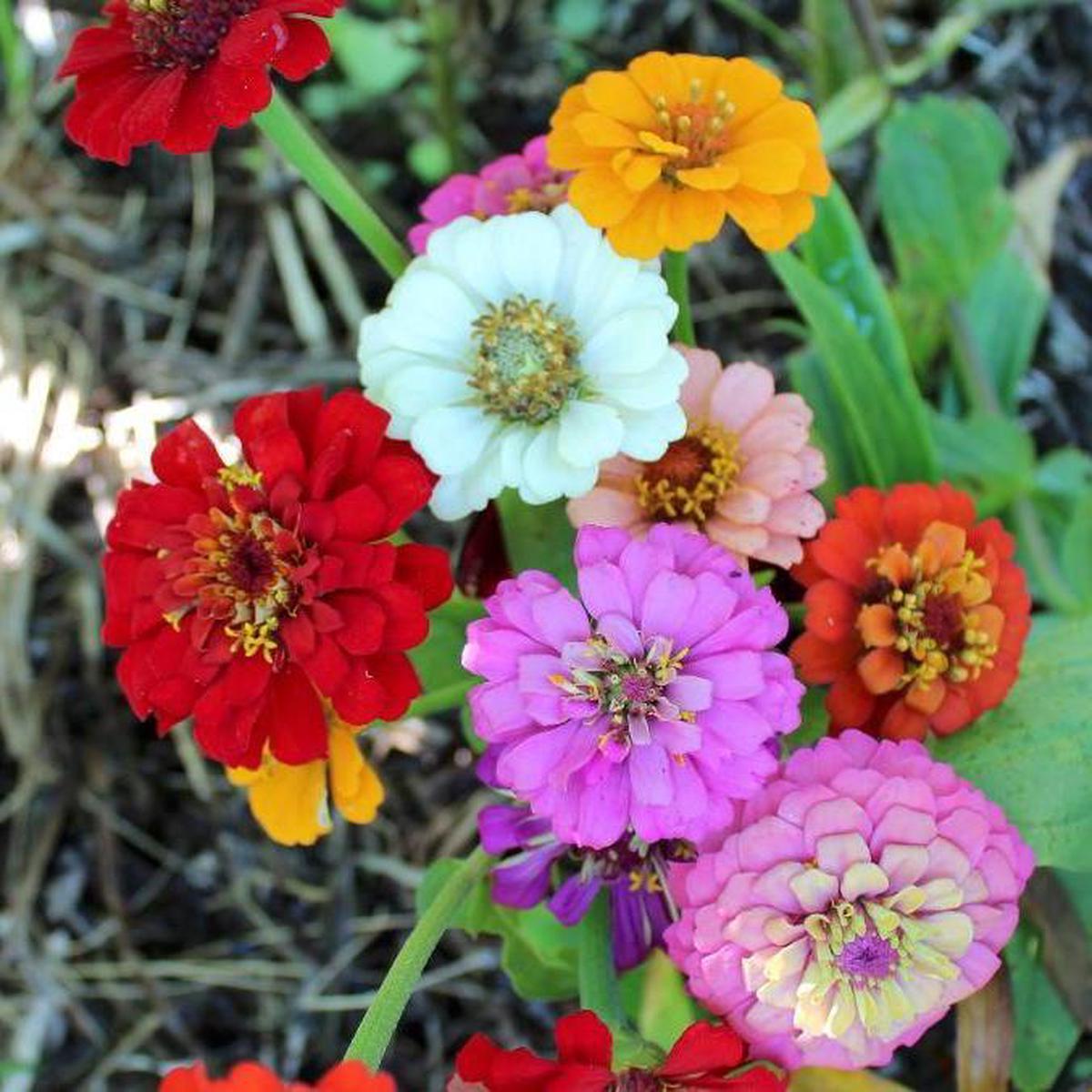 Zinnia Seeds - Thumbelina Mix