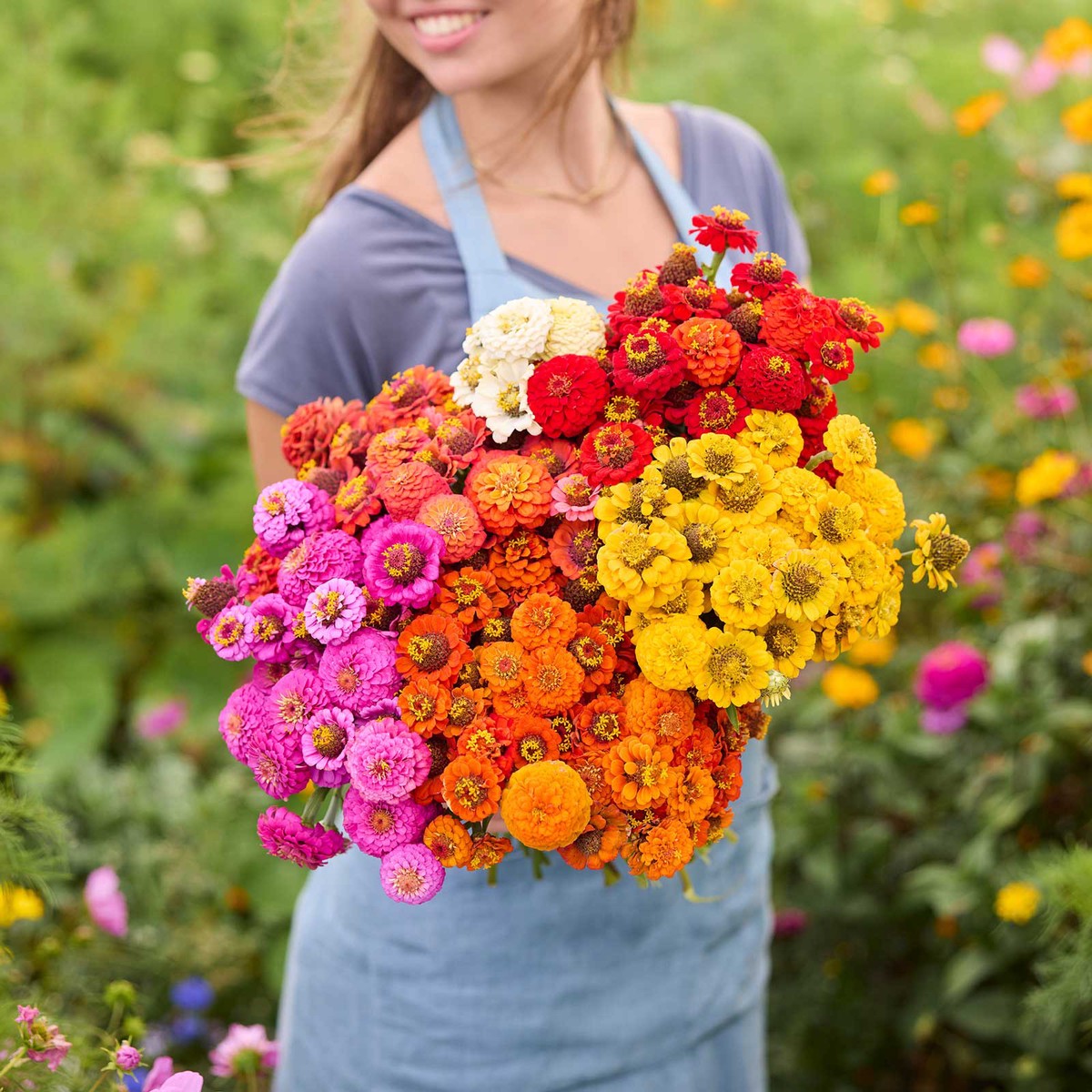 Zinnia Bundle - Lilliput Series