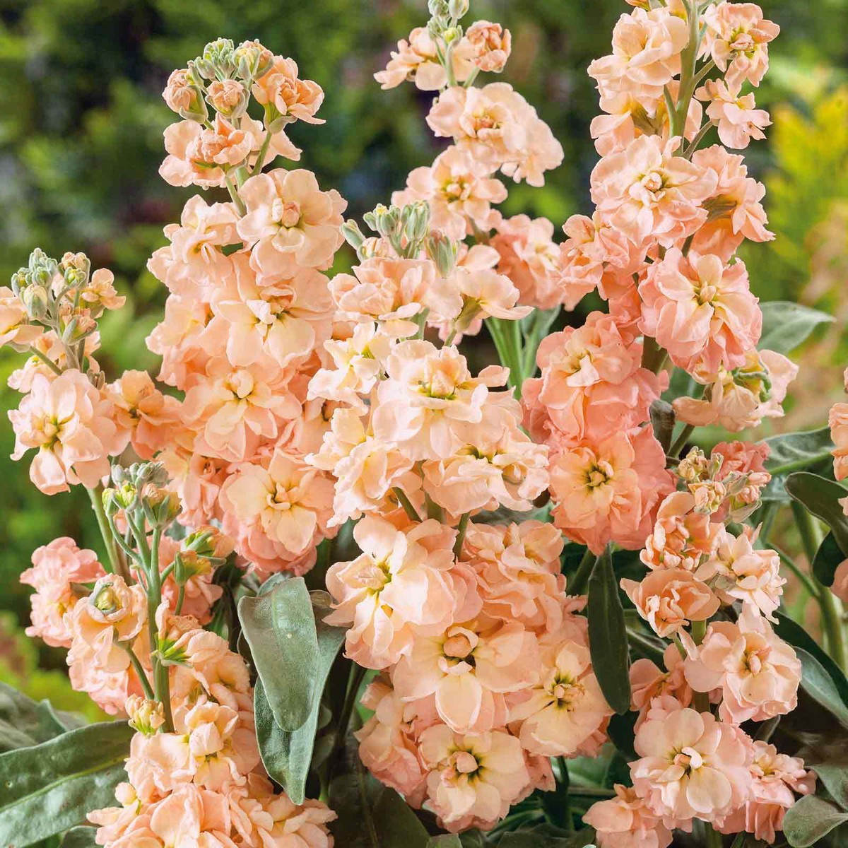 100 Apricot Stock Flower Seeds
