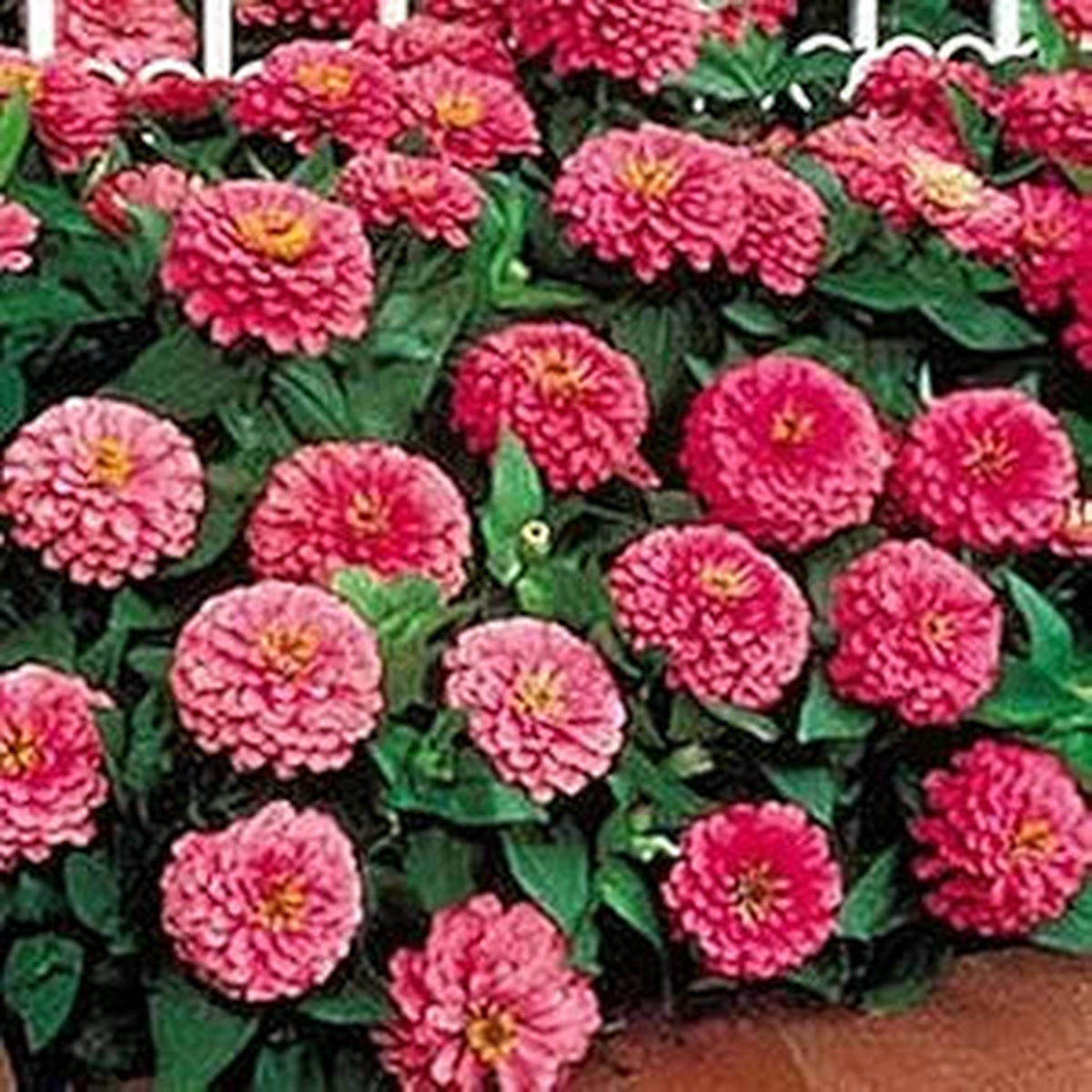 Zinnia Benary Giant Pink Seeds for Bright, Pink Zinnia Blooms