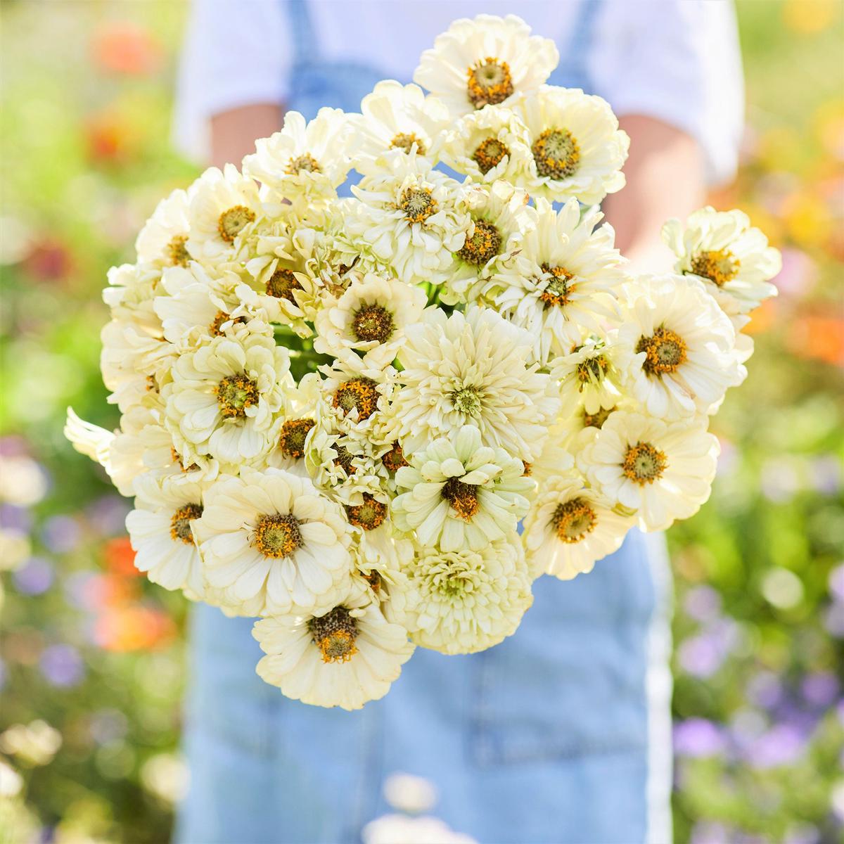 Zinnia Seeds - Cactus Snowman
