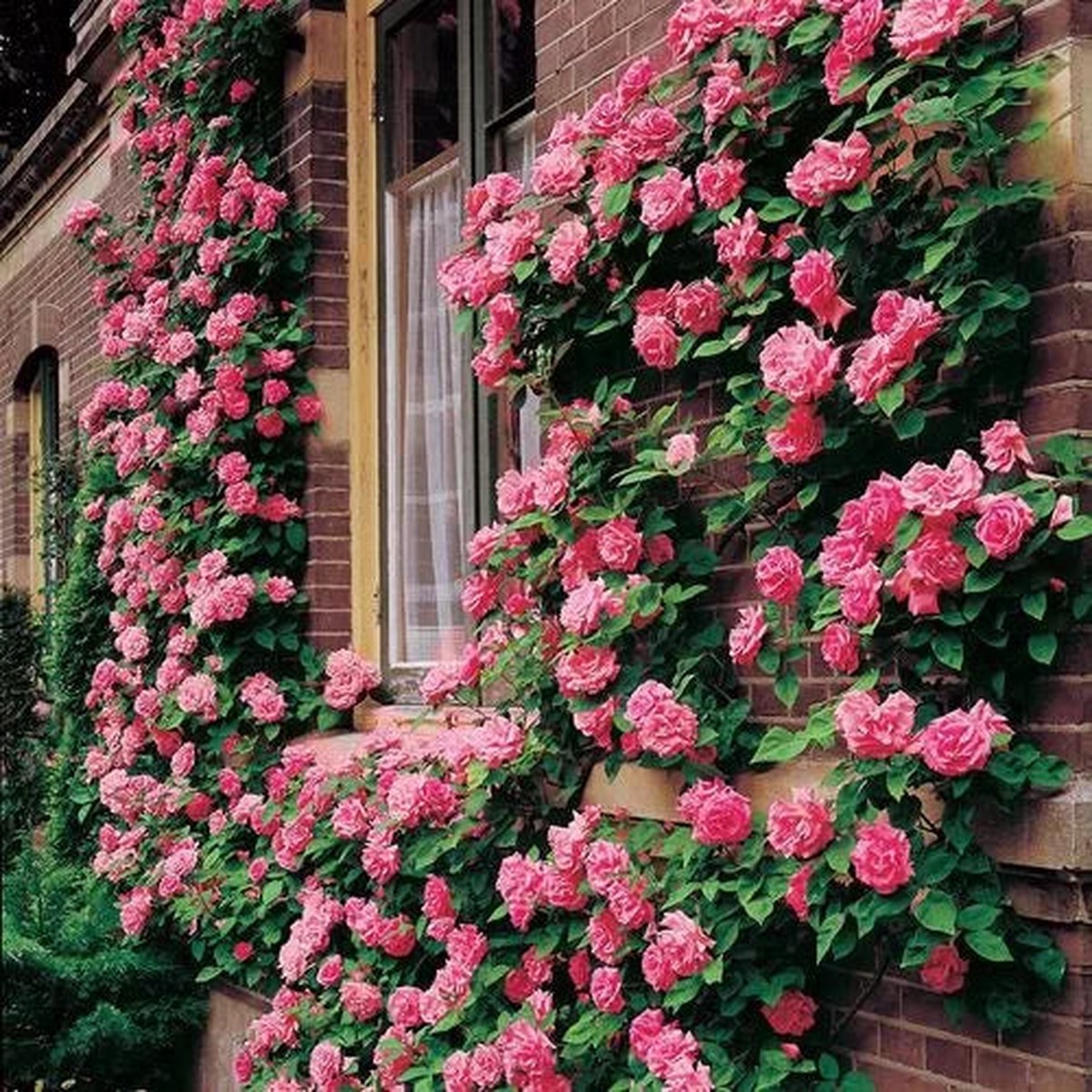 Zephirine Drouhin Climbing Rose Seeds | Thornless Raspberry-Pink Rose Heirloom, Non-GMO, High Germination Organic Garden Seeds