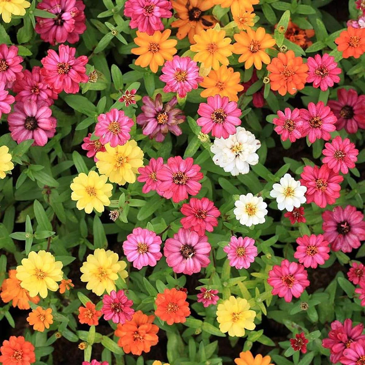 Zinnia Profusion Fire Zinnia Elegans Flower For Sunny Beds And Home Garden Planting Flower Seeds