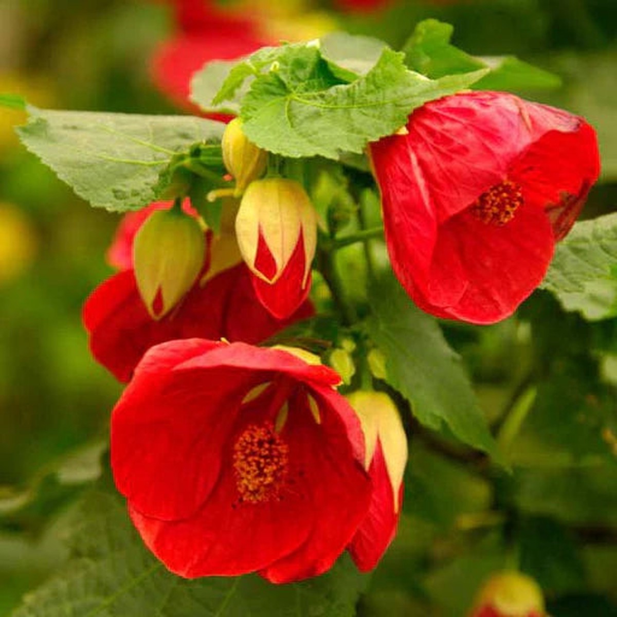 Abutilon Abutilon Hybridum Bellevue Mix Flower For Planting In Home Garden Or Decorative Pots