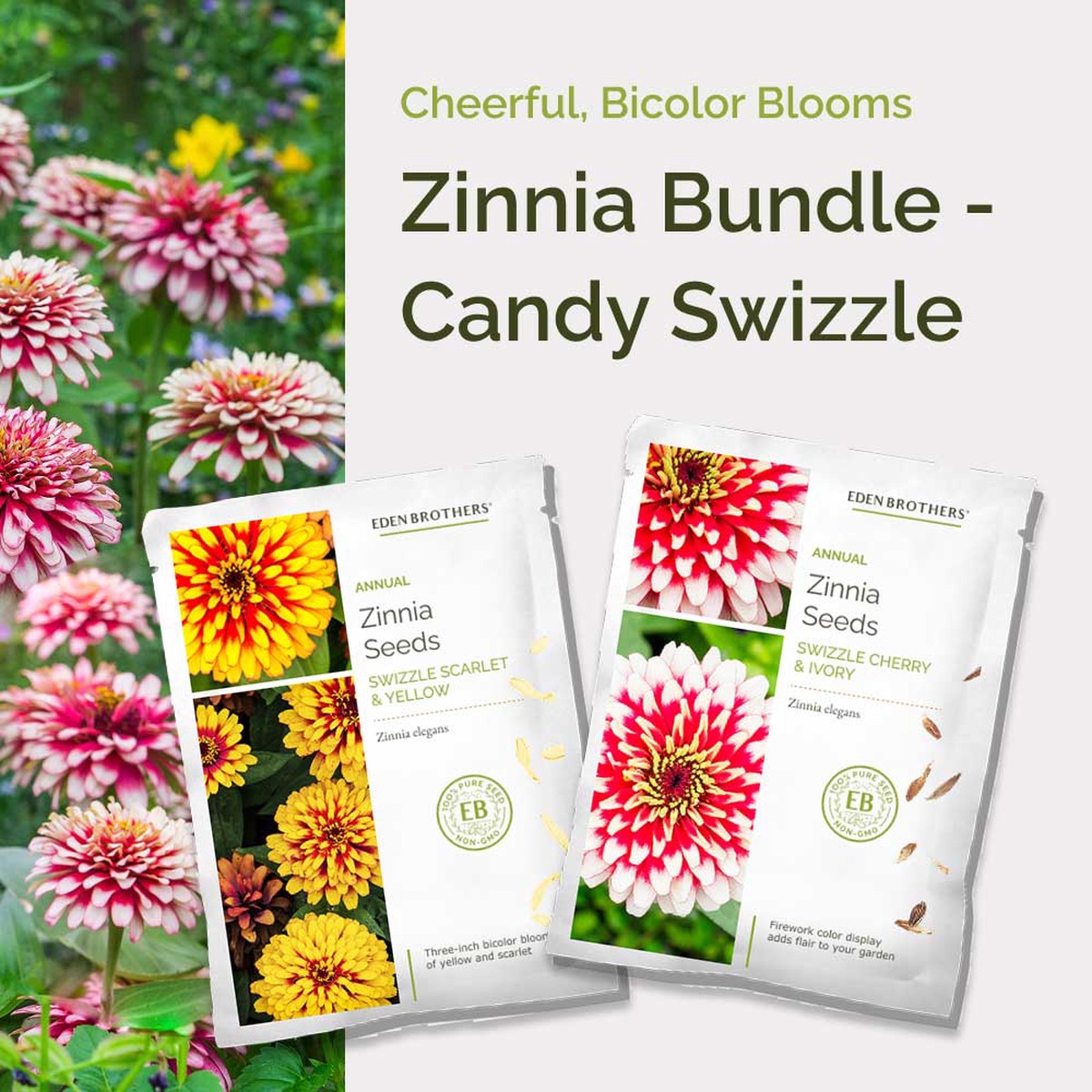 Zinnia Bundle - Candy Swizzle