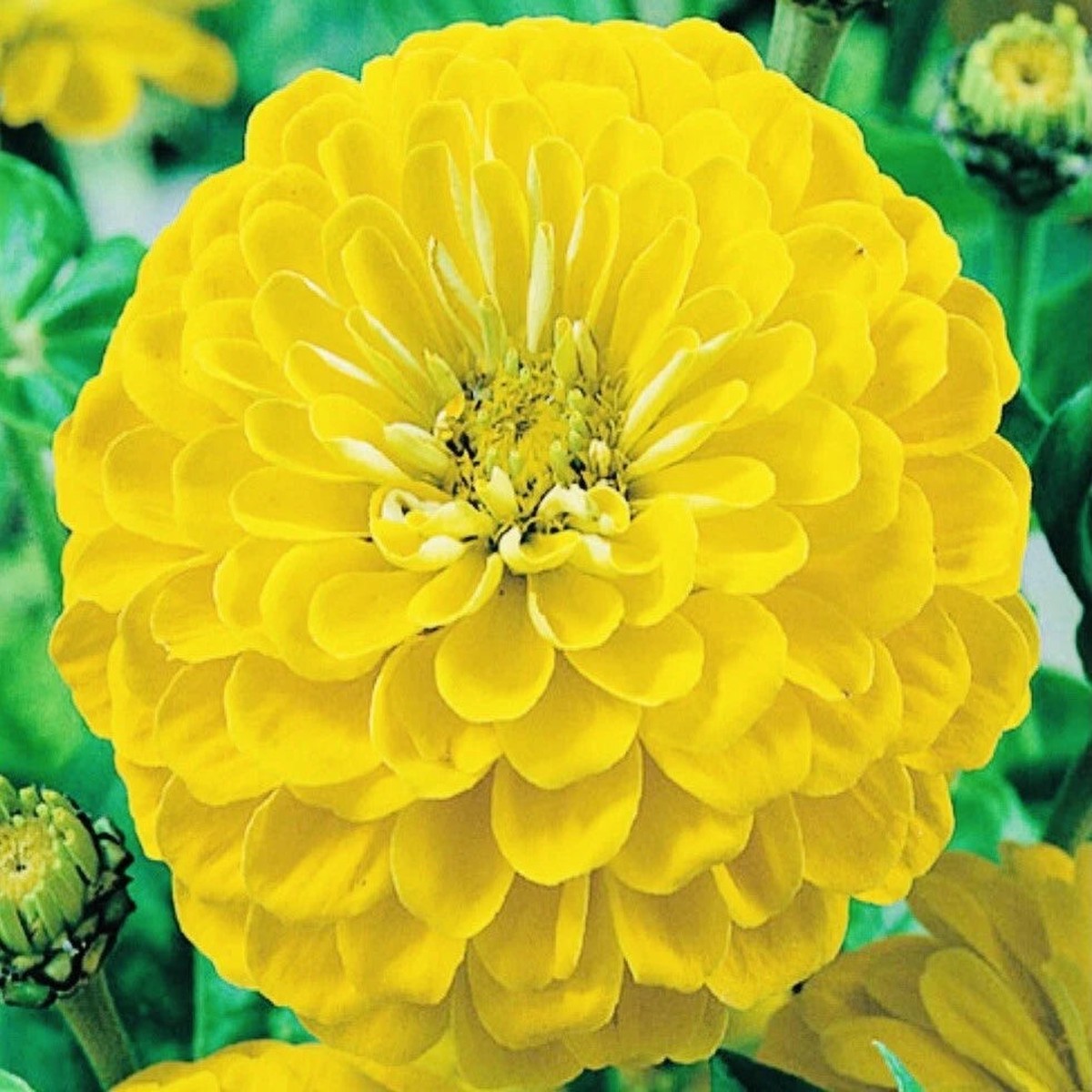 ZINNIA CANARY BIRD FLOWER SEEDS FRESHHARVEST SHIPPING Heirloom, Non-GMO, High Germination Organic Garden Seeds