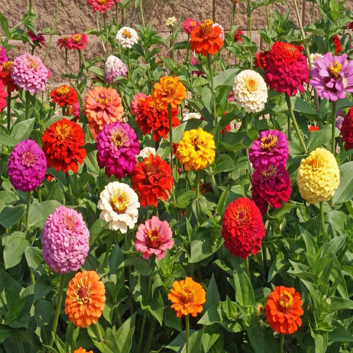 ZINNIA Pumilia Mixed Colors - Zinnia Elegans - Bulk Seeds Flower Heirloom, Non-GMO, High Germination Organic Garden Seeds