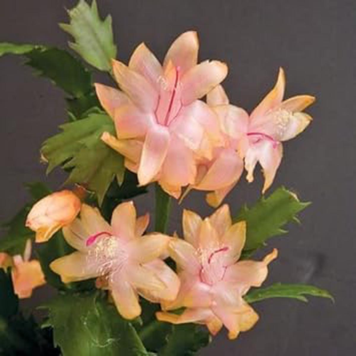 Zygocactus Peach Flower seeds for Planting - Low Maintenance, Heirloom & GMO Free Seeds for Home Garden