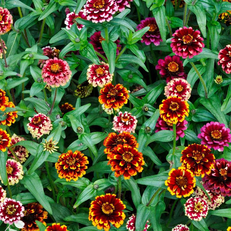 Zinnia Seeds - Aztec Sunset