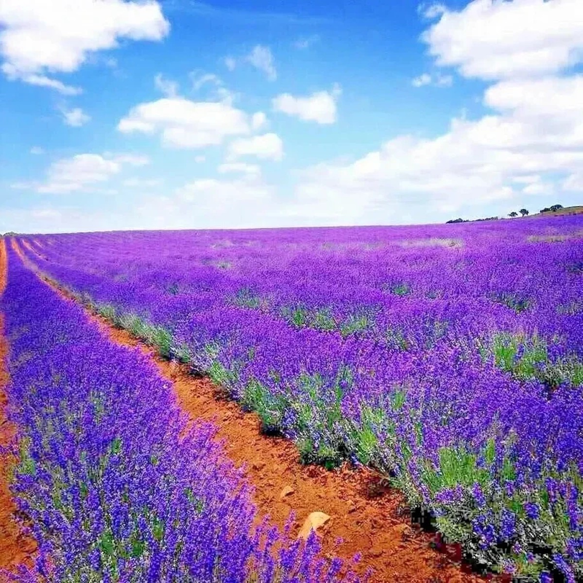 200+ Lavender Vera Seeds - Perennial, Non-GMO, Insect Repellent, Outdoor
