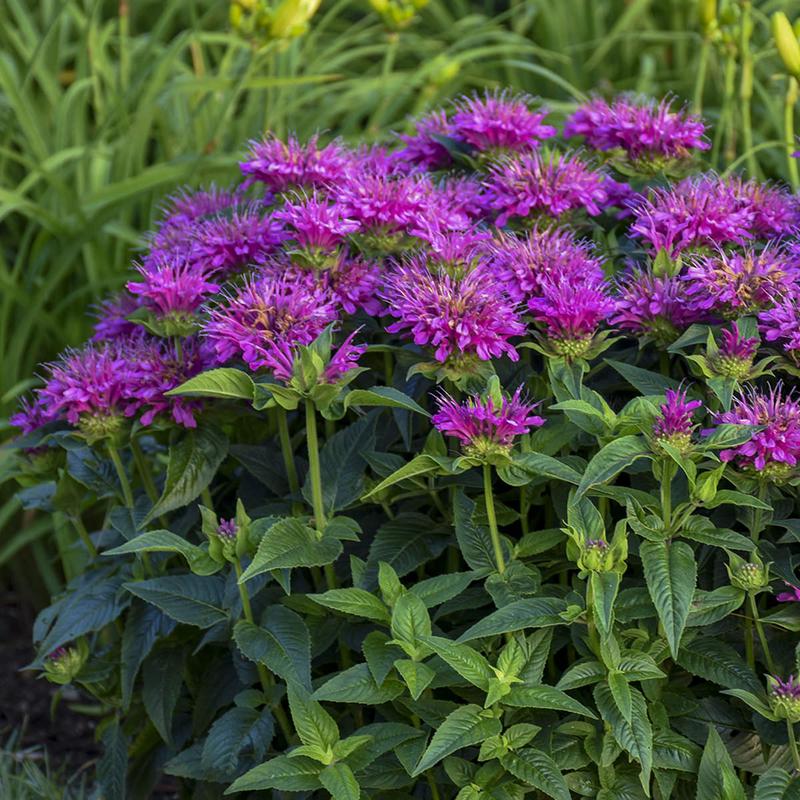50 Purple Bee Balm/Monarda Flower Seeds