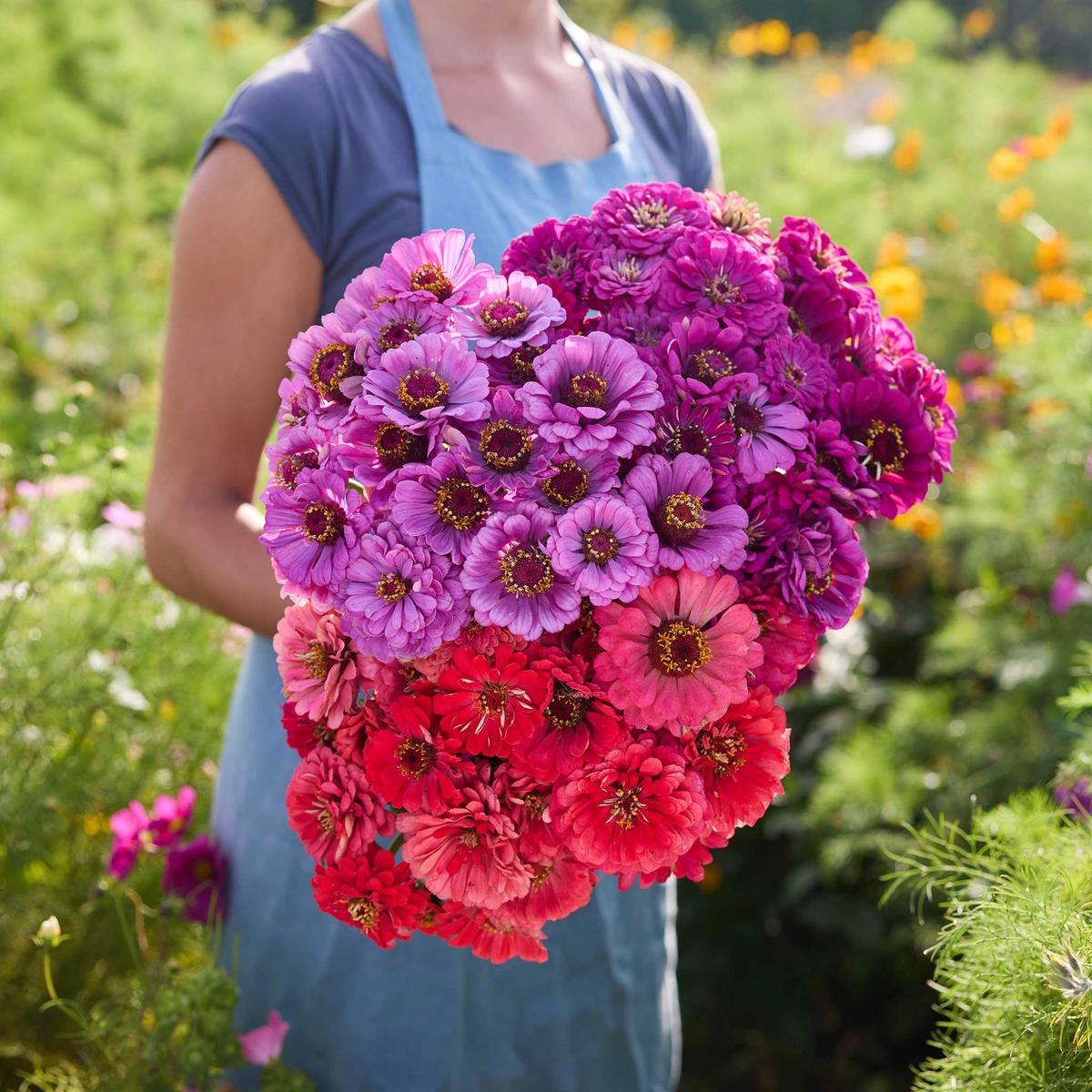 Zinnia Bundle - Packs a Punch