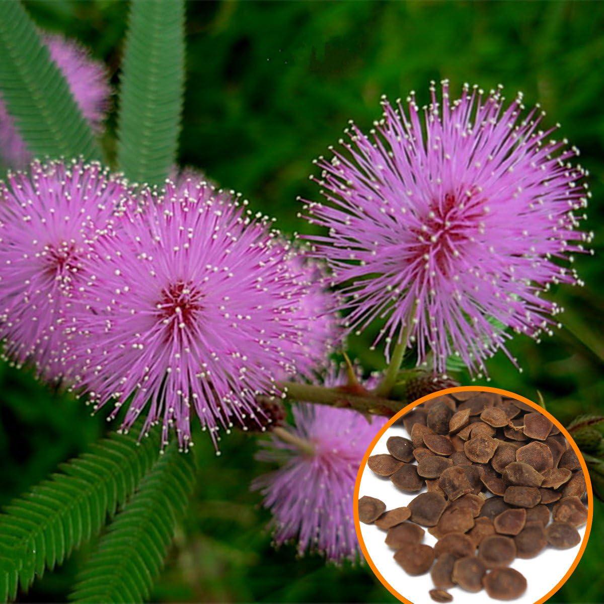 Acacia Baileyana Flower seeds for Planting - Cut Flower Favorite, Heirloom & GMO Free Seeds for Home Garden