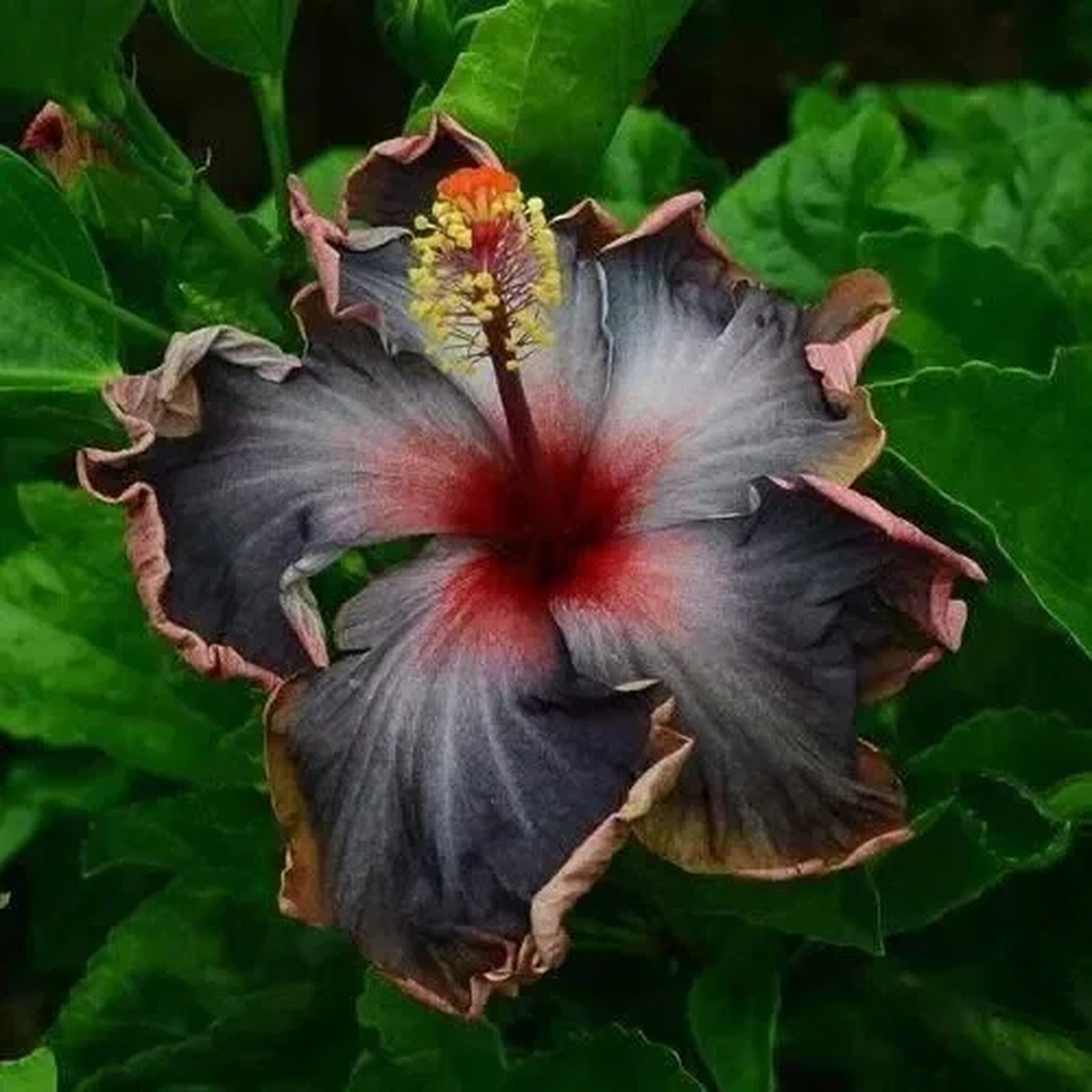 20 Perennial Hibiscus Seeds - Black, Pink & Purple Flower Blooms
