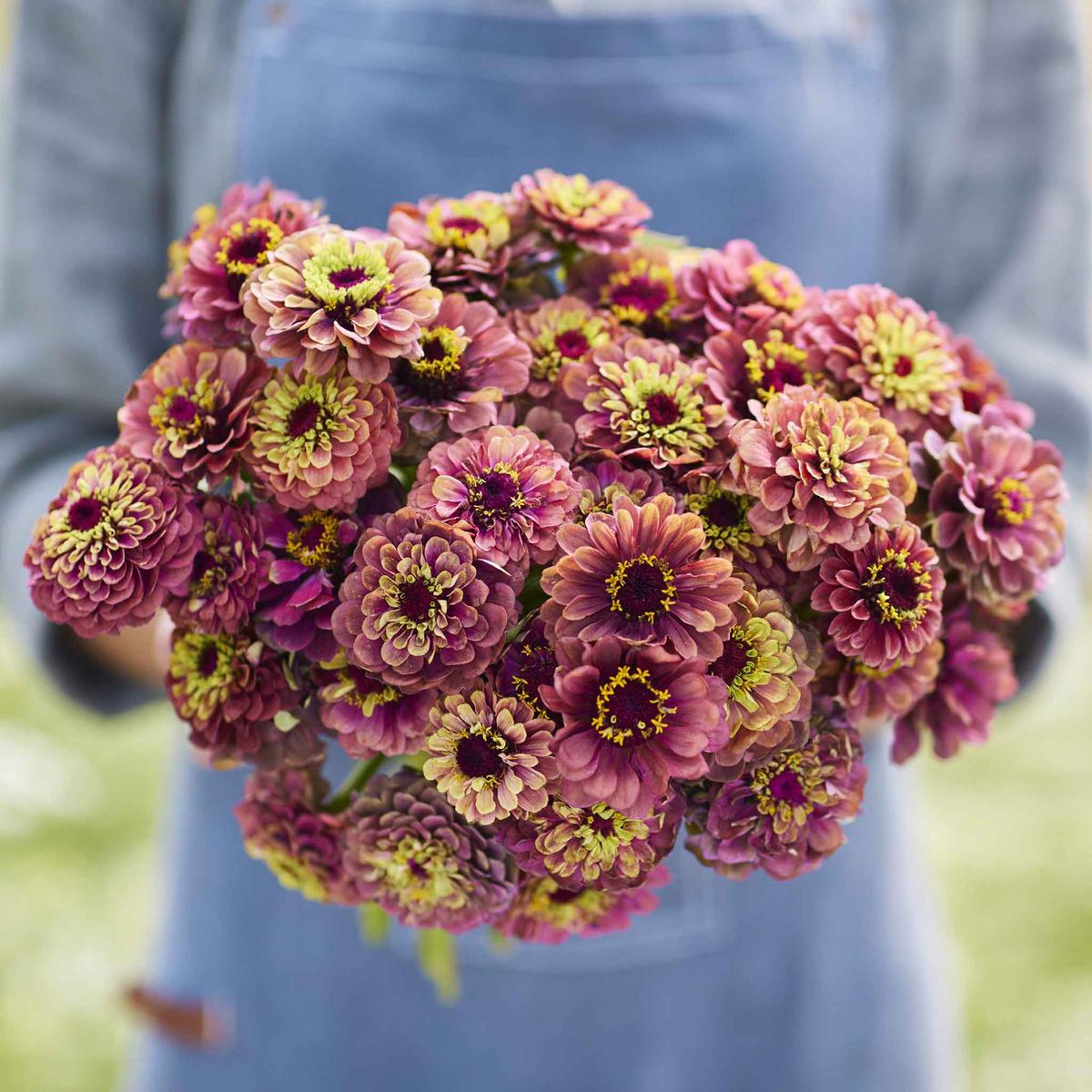 Zinnia Seeds - Queeny Lime Red