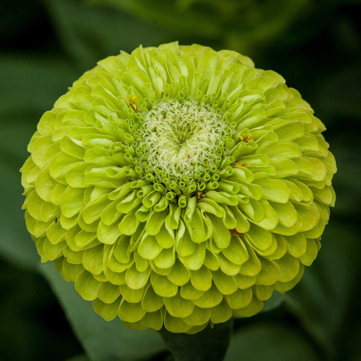 Zinnia Seeds - Benary's Giant Lime