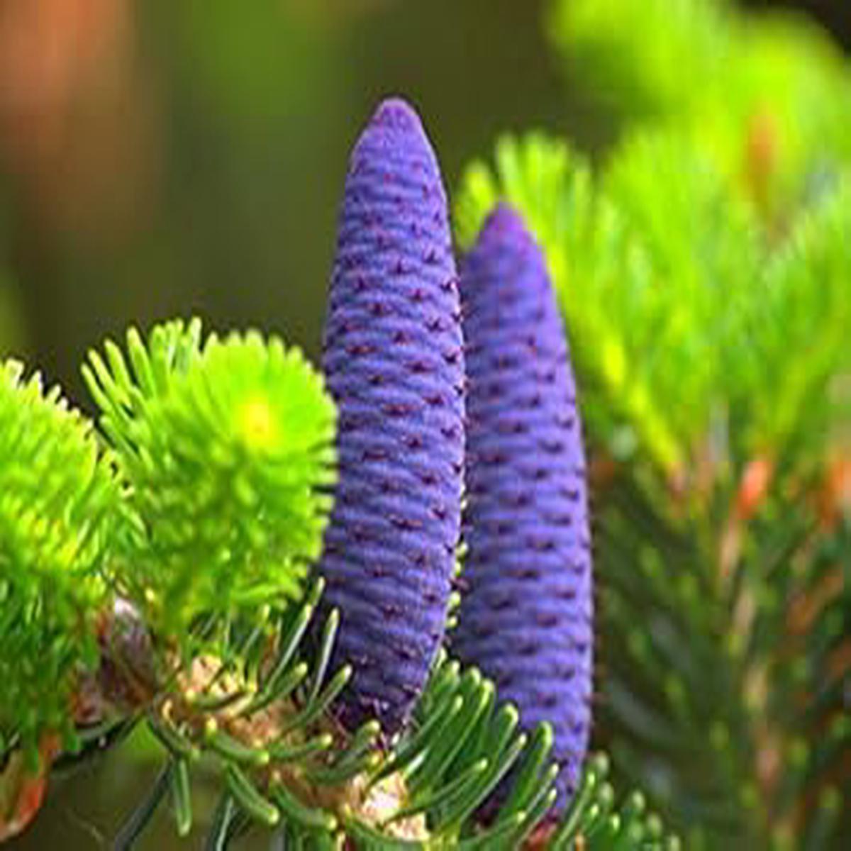 Abies Koreana Purple Plant Seeds for Planting Organic, Heirloom, Non-GMO Seeds