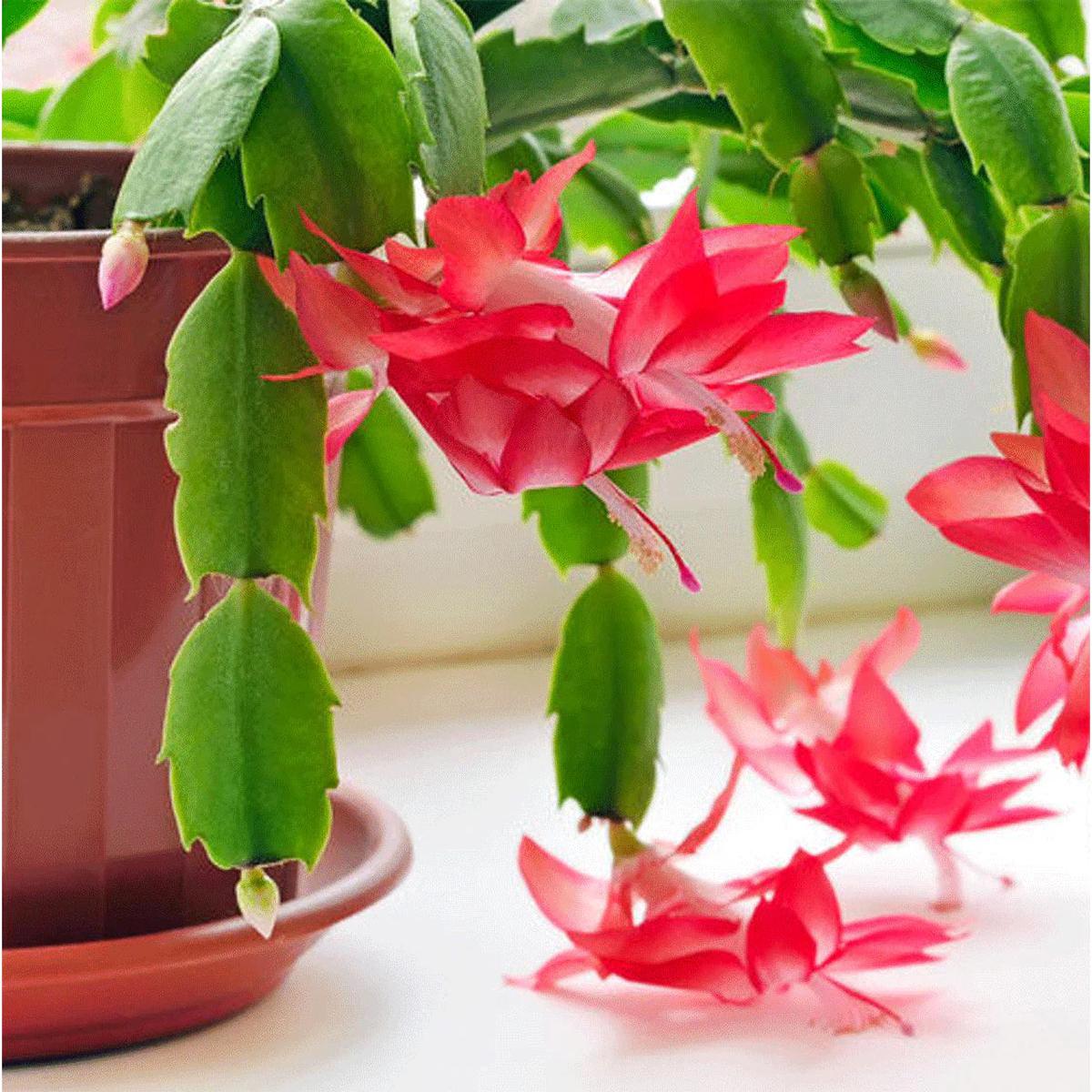 Zygocactus Flower Seeds for Planting  Compact Growth, Heirloom, Non-GMO, High Germination Organic Garden Seeds