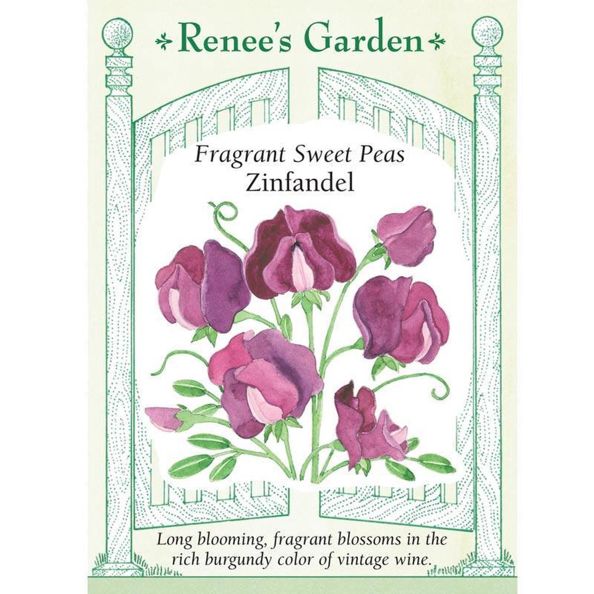 Zinfandel Sweet Pea Flower Seeds
