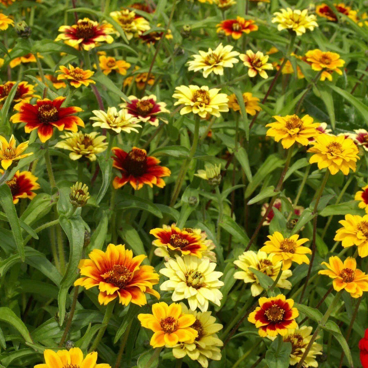 Zinnia MEXICAN PERSIAN CARPET MIX Dwarf Flower Pollinators Seeds Heirloom, Non-GMO, High Germination Organic Garden Seeds
