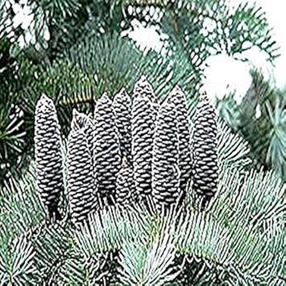 Abies Concolor Seeds for Planting  Organic, Heirloom, Non-GMO Plant Seeds