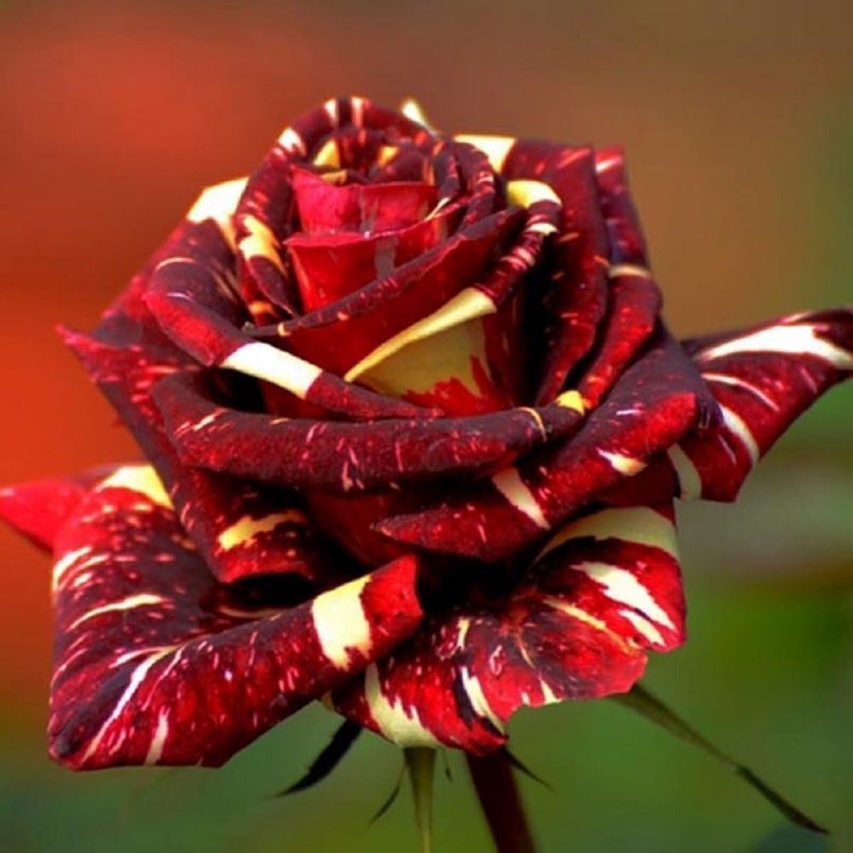 Abracadabra China Rose Sows Decor - Heirloom, Non - Gmo Seeds