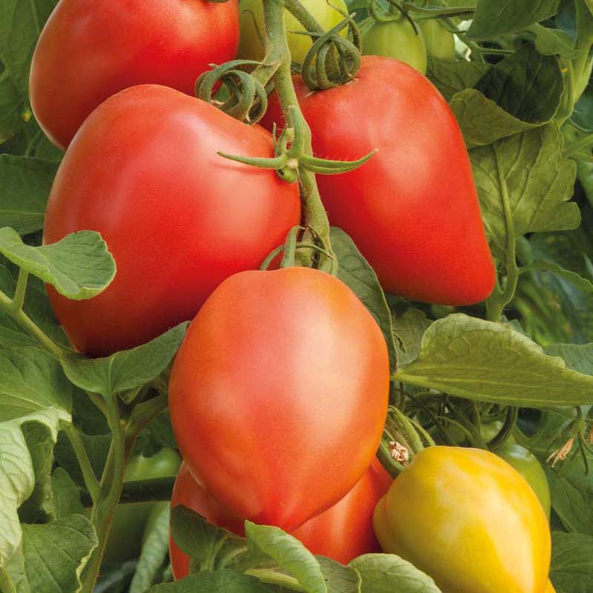 TOMATO Rugby F1