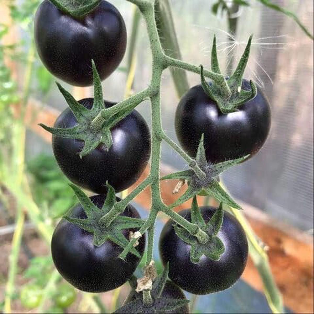 Black Tomato