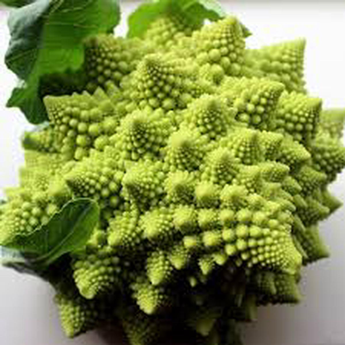 Broccoli Romanesco Seeds, Unusual Cone Shape,
