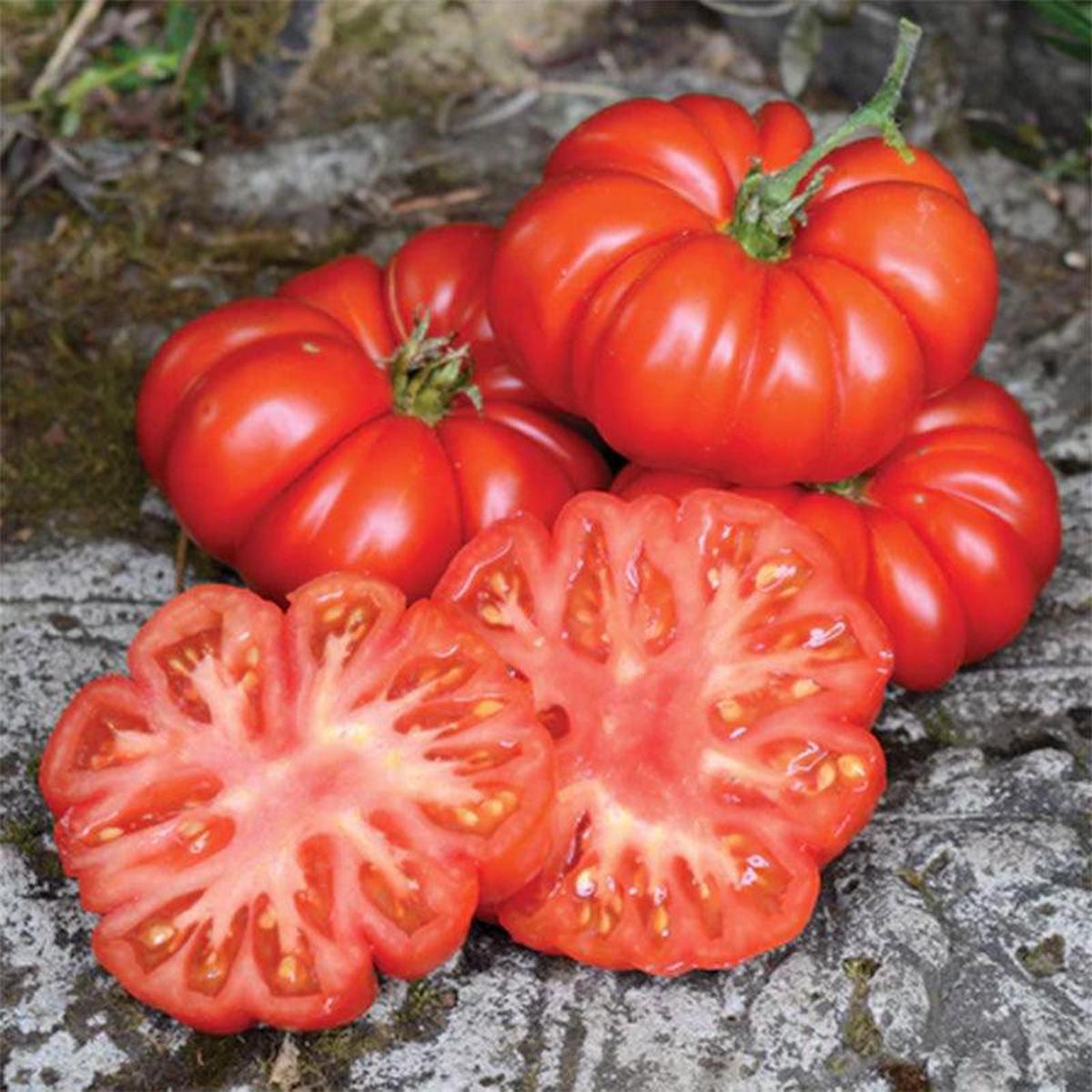 Costoluto Fiorentino Tomato Seeds