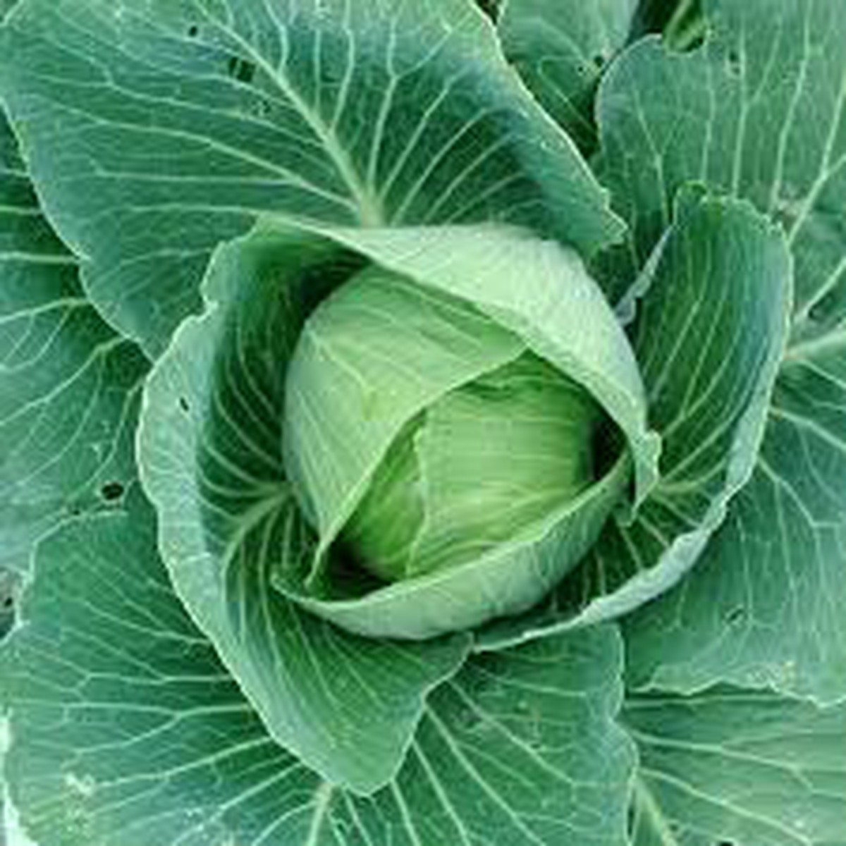 Heirloom Non-GMO Cabbage Vegetable Seeds for Garden Planting High Germination Organic Garden Seeds