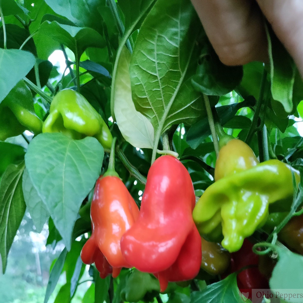 Mad Hatter Pepper Vegetable Seeds for Planting