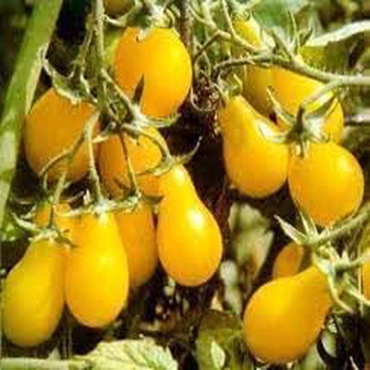 Pear Tomato Vegetable Seeds for Planting  Heirloom, Non-GMO, High Germination, Organic Garden Seeds