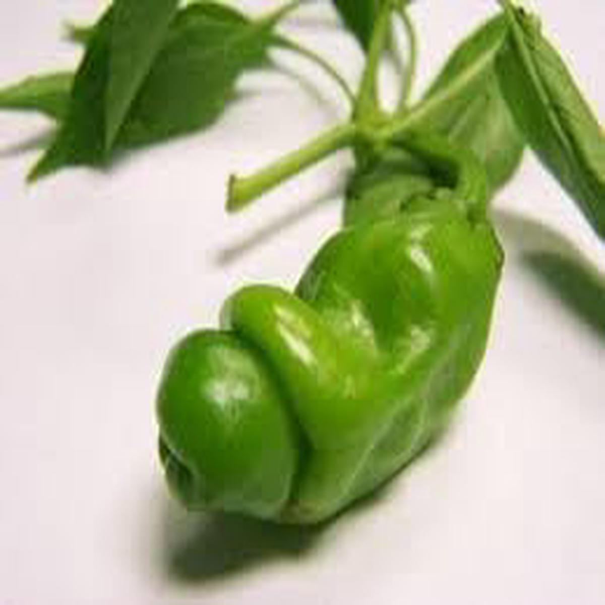 Peter Pepper Vegetable Seeds for Planting Heirloom Non-GMO Organic Garden Seeds Unique Shape, High Germination