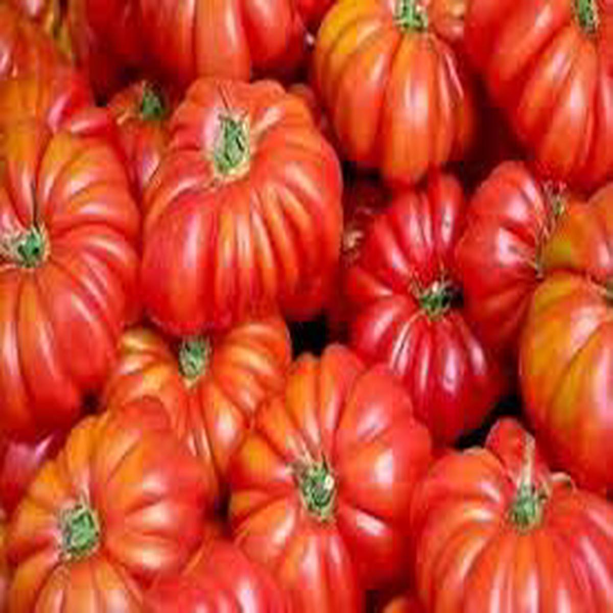 Red Costoluto Tomato Seeds for Planting  Heirloom, Non-GMO, Organic Garden Seeds, High Germination