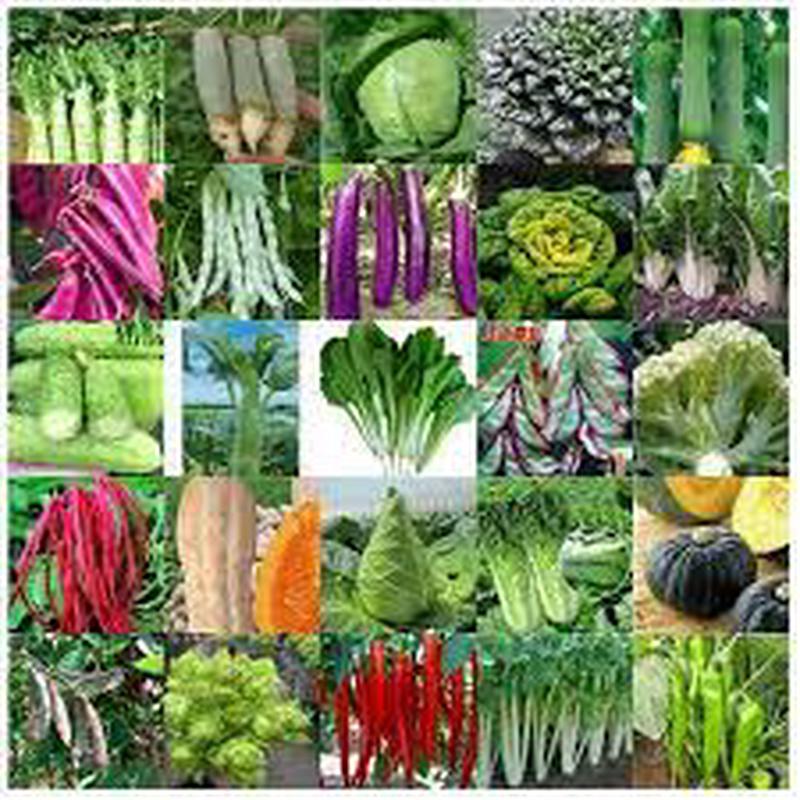 Zappa Seeds (Variety)