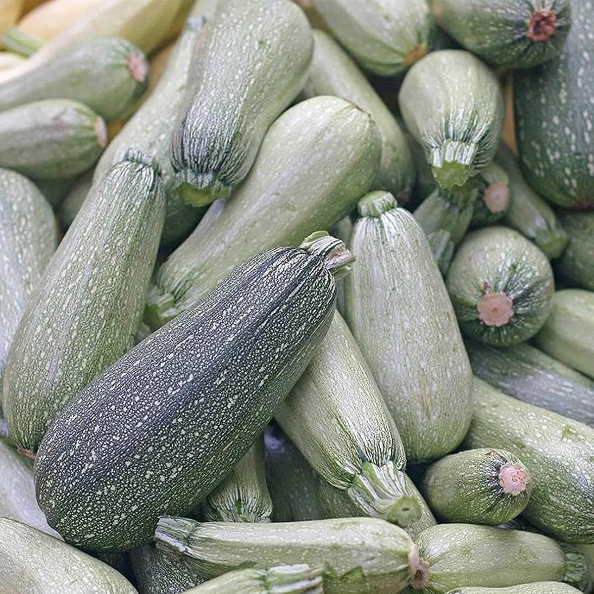 Zucchini Squash Seeds Grey Variety Heirloom, Non-GMO, Easy to Grow, Summer Squash