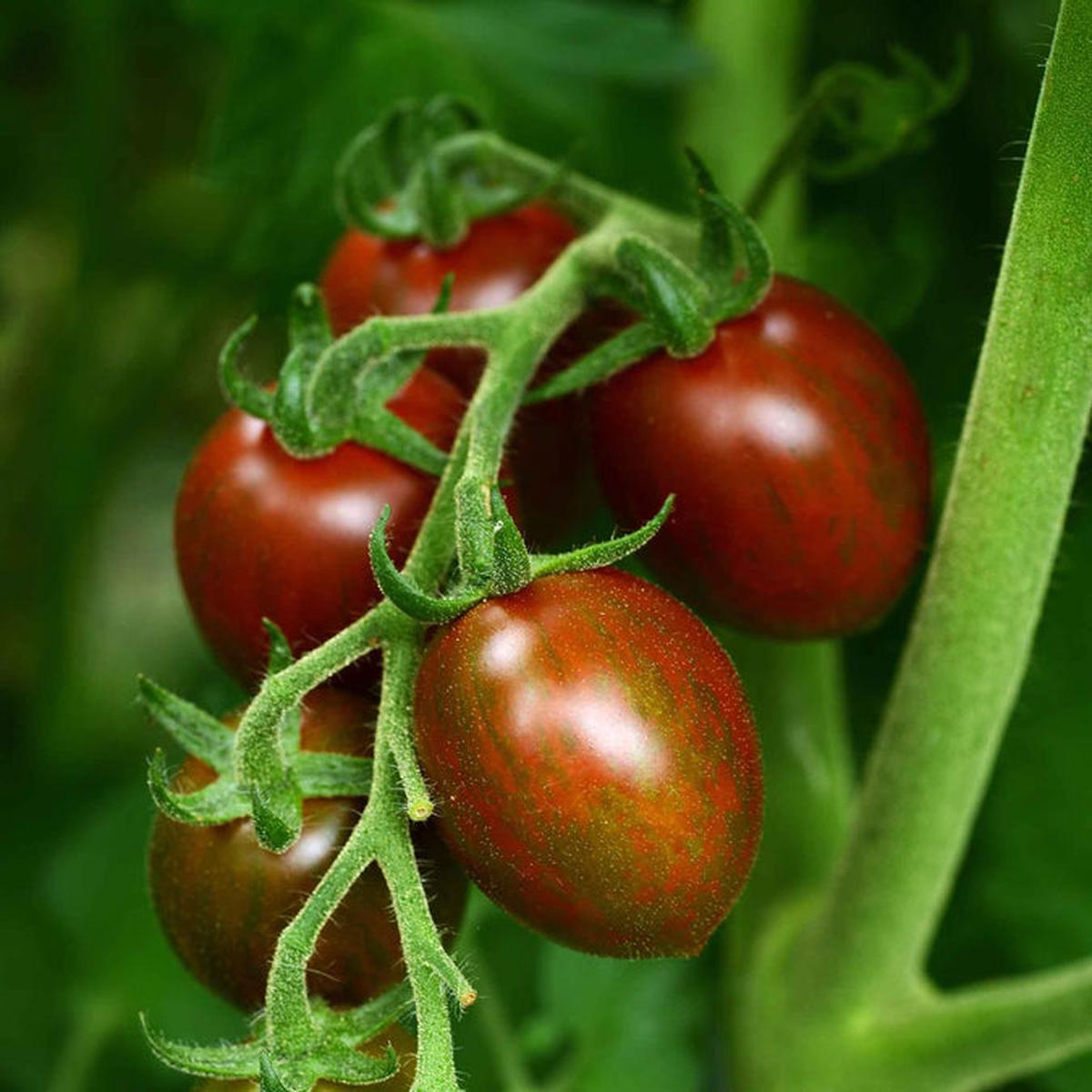 Chocolate Sprinkles Cherry Tomato Seeds for Planting Heirloom, Non-GMO, Easy to Grow, Annual