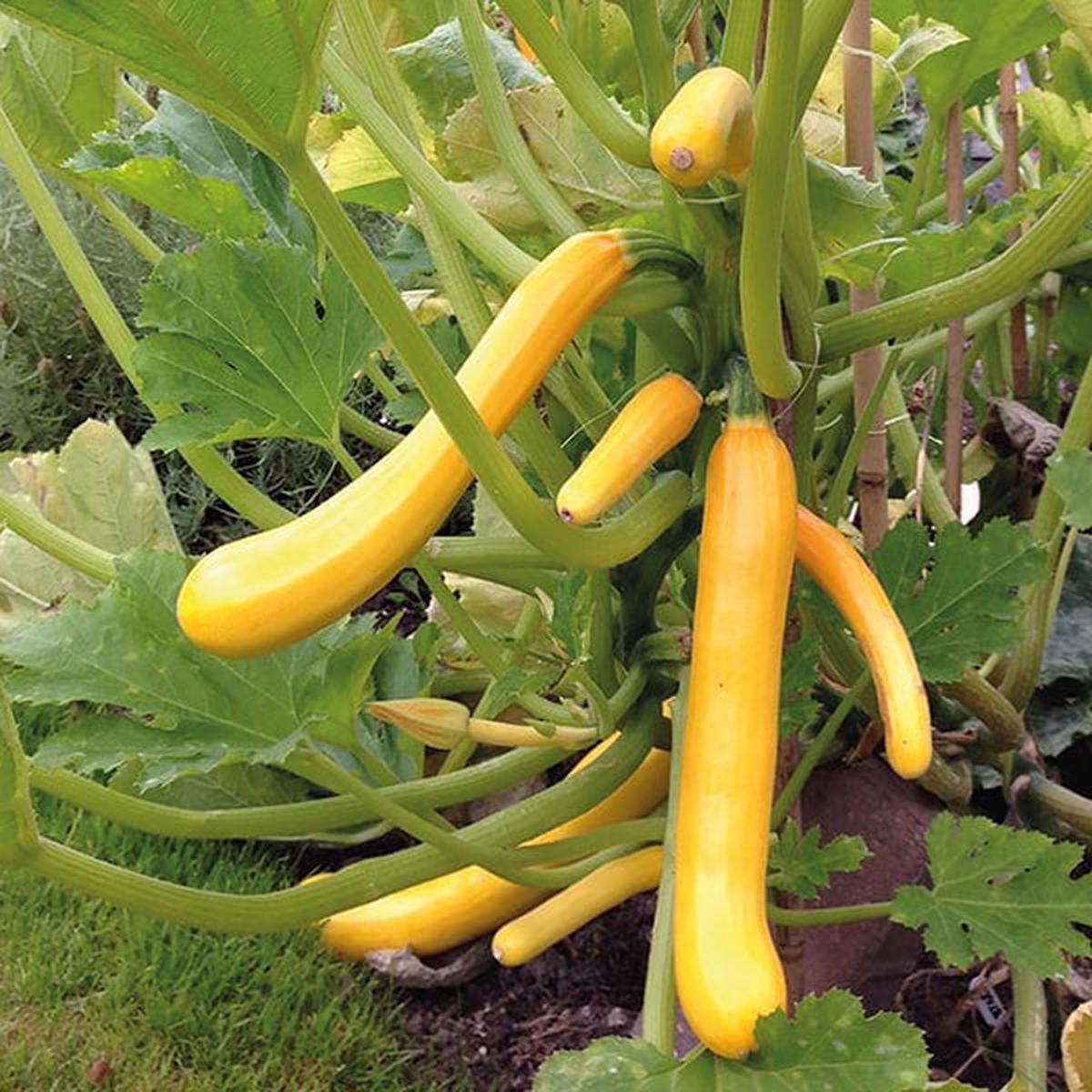 Zucchini Shooting Star F1 Seeds