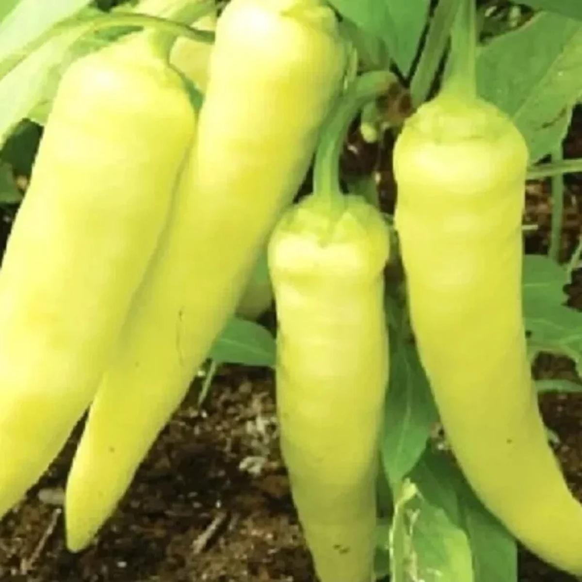 50 Banana Sweet Pepper Seeds - Non-GMO Fresh Harvest for Gardens, Yellow, Annual