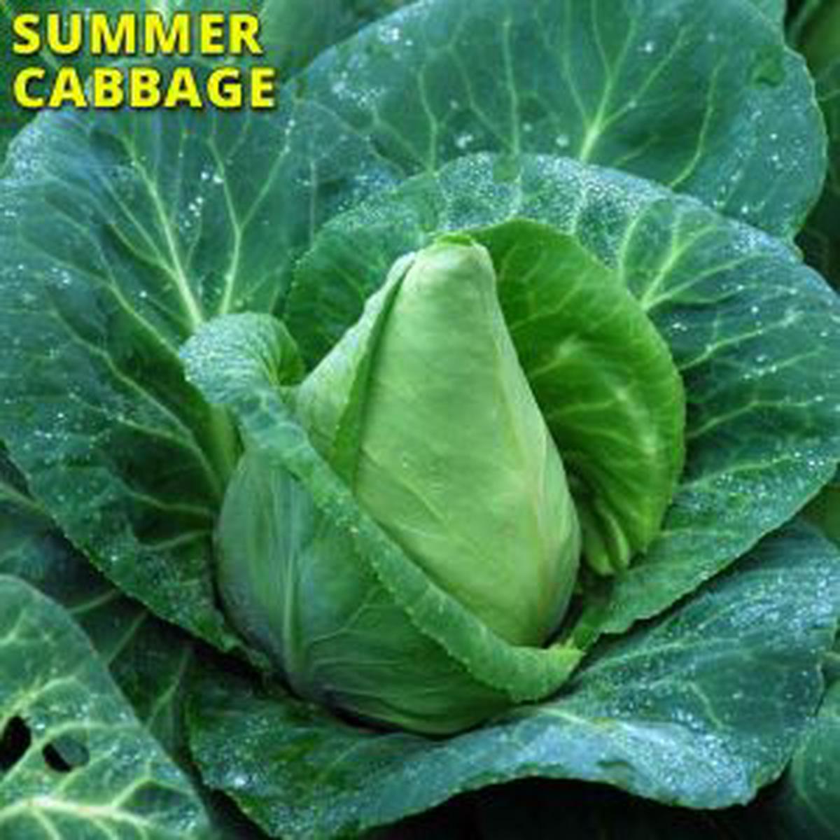 10g Cabbage Greyhound Seed